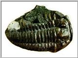 Fossil - Trilobite - Fossil-Trilobite J02-cast.jpg (1/1)
