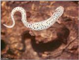 Four-toed salamander (Hemidactylium scutatum)1