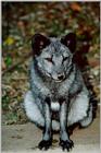 Fox - St. Louis Zoo -- Arctic Fox (Alopex lagopus)