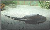 Fresh Water Ray