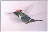 Re: Requested : Hummingbird and butterfly - FrilledCoquette.jpg
