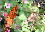 Fritillary and Anole