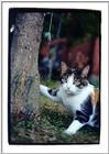 My brother's cat Frodo 4/8