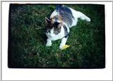 My brother's cat Frodo 7/9