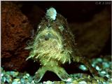 . . . . and the Beast (Frogfish)