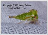 Frog Hopper - ktatlow@xta.com