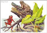Art by Hermann Fey Frogs30.jpg (1/1) 115051 bytes