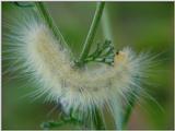 Furry Caterpillar
