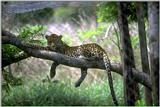 leopard