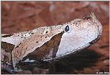 Gaboon Viper