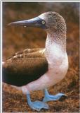 Galapagos-BlueFootedBooby.jpg [01/01]