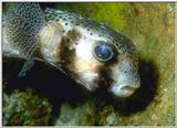 Tropical Fish (Galopagos)