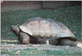 Galapagos Tortoise 2