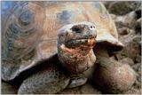 Tortoise01