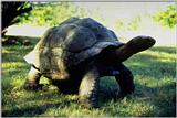 Tortoise2