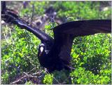 Galapagos - Frigate Birds (5 images)