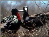 Galapagos - Frigate Birds (5 images)