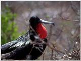 Galapagos - Frigate Birds (5 images)