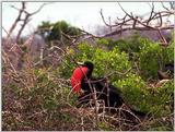 Galapagos - Frigate Birds (5 images)