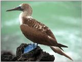 Galapagos - blue footed booby (3 images)