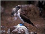 Galapagos - blue footed booby (3 images)