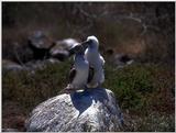 Galapagos - blue footed booby (3 images)