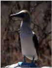 Galapagos - blue footed booby (3 images)