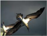 Galapagos - blue footed booby (3 images)