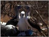 Galapagos - blue footed booby (3 images)