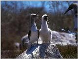 Galapagos - blue footed booby (3 images)