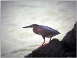 Galapagos - Lava heron? (2 iamges)