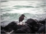 Galapagos - Lava heron? (2 iamges)