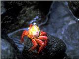 Galapagos - Sally lightfoot crab (4 imgaes)