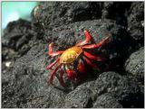 Galapagos - Sally lightfoot crab (4 imgaes)