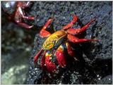 Galapagos - Sally lightfoot crab (4 imgaes)