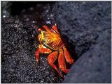 Galapagos - Sally lightfoot crab (4 images)