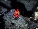 Galapagos - Sally lightfoot crab (4 images)