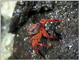 Galapagos - Sally lightfoot crab (4 images)