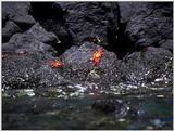 Galapagos - Sally lightfoot crab (4 images)