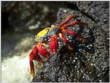 Galapagos - Sally lightfoot crab (4 images)