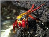 Galapagos - Sally lightfoot crab (4 images)