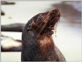 Galapagos - Sea Lions (5 images) 1