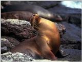 Galapagos - Sea Lions (5 images) 1