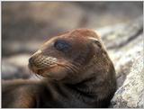 Galapagos - Sea Lions (5 images) 1