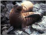 Galapagos - Sea Lions (5 images) 1