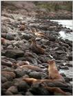 Galapagos - Sea Lions (5 images) 2