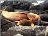 Galapagos - Sea Lions (5 images) 2