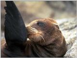 Galapagos - Sea Lions (5 images) 2