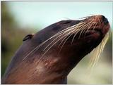 Galapagos - Sea Lions (5 images) 2