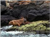 Galapagos - Sea Lions (5 images) 3